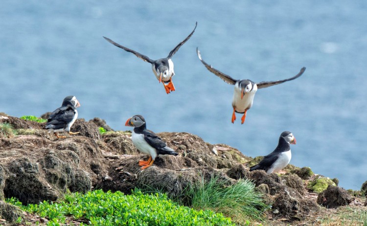 Greenland and Wild Labrador 2016 Day 2 Elliston Atlantic Puffins Minty 20160630 092405 copy.jpg SM Dennis Minty