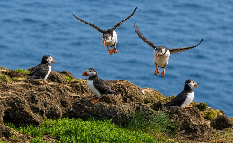 Greenland and Wild Labrador puffin birds