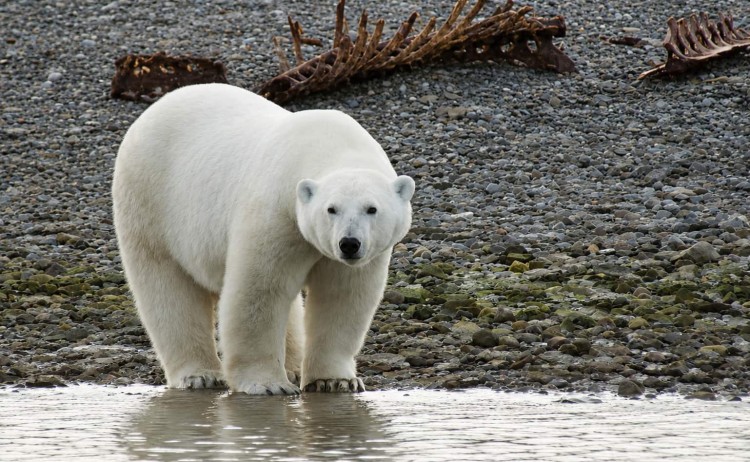 Greenland and wild labrador polar bear