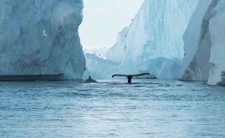 Diski Bay whale plus glacier
