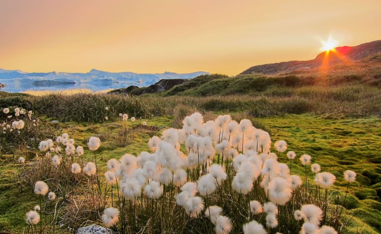 Greenland Disko Bay Arctic flower