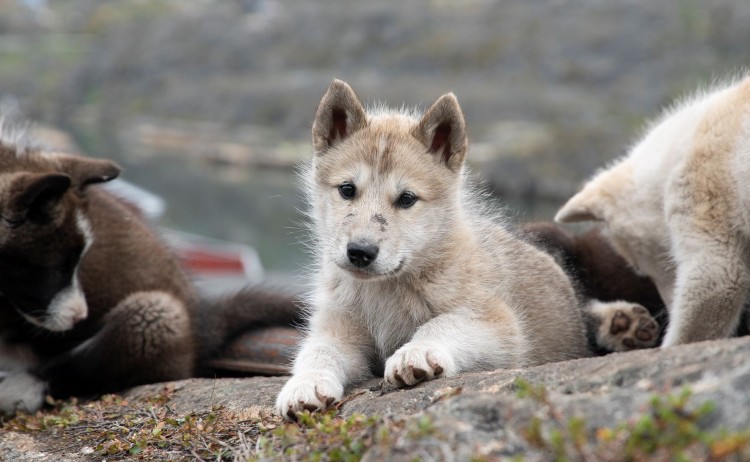 Greenland Disko Bay Beyond Greenland dogs
