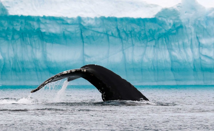 Greenland Ilulissat Whake tail