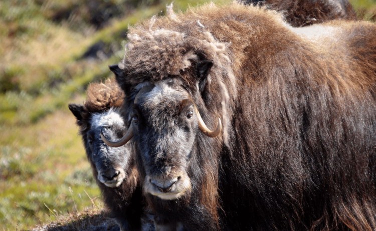 Greenland Explorer Muskox