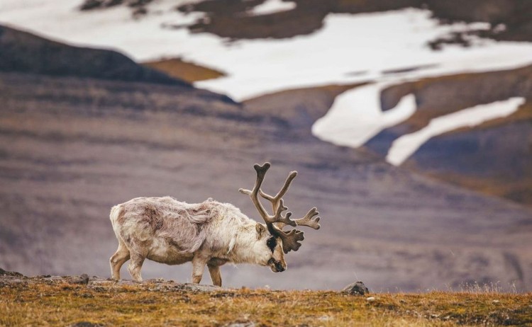 Greenland Explorer reindeer roaming