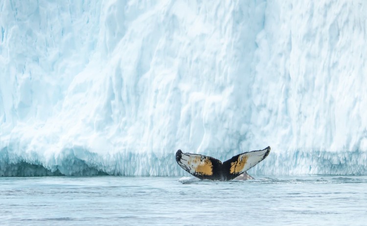 Greenland Explorer whale tail