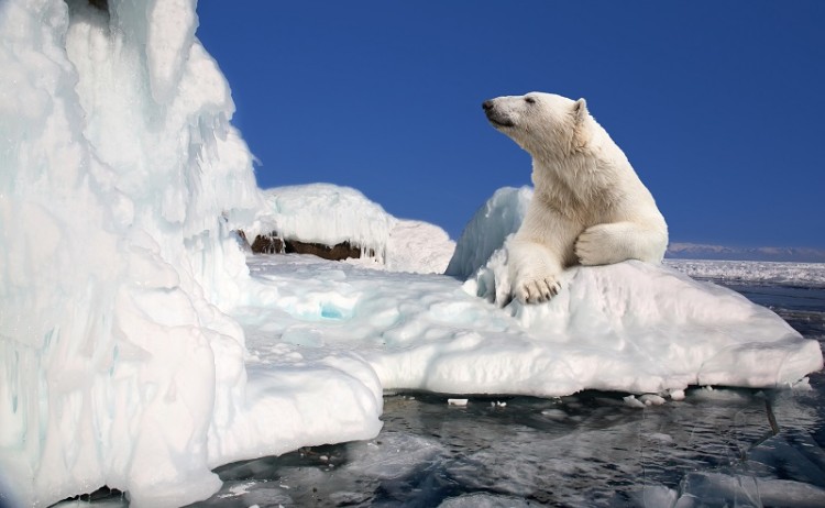 Halal cruise Polar bear in Svalbard