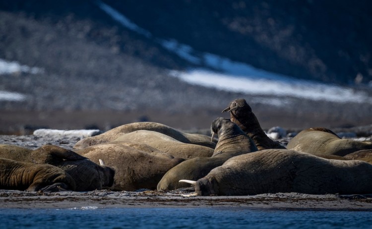 Halal cruise group of Walrusses resting
