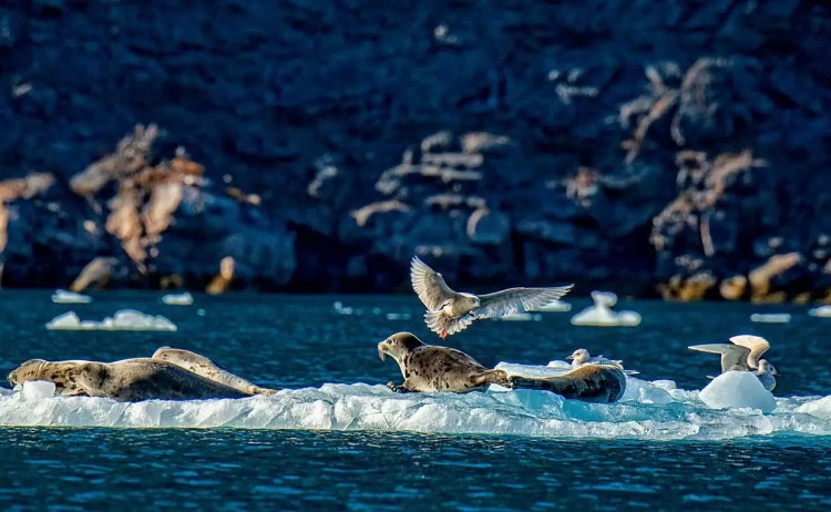 Heart of the Arctic, Birds in Kangerlussuatsiaq Fjord