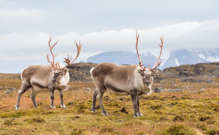 Wild Arctic Reindeer