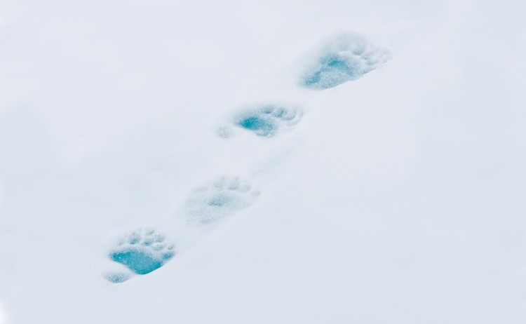  polar bear footprints
