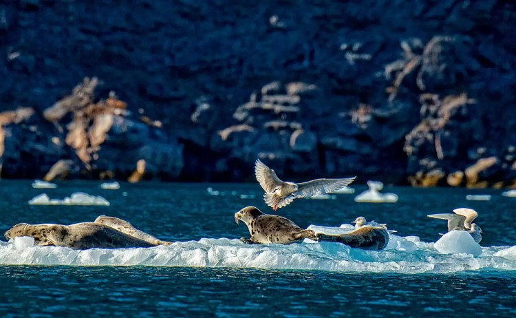 Birds in Kangerlussuatsiaq Fjord