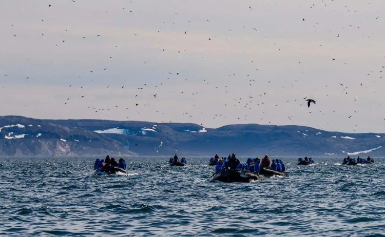 Zodiac cruise birds flying overhead in Ungava Bay