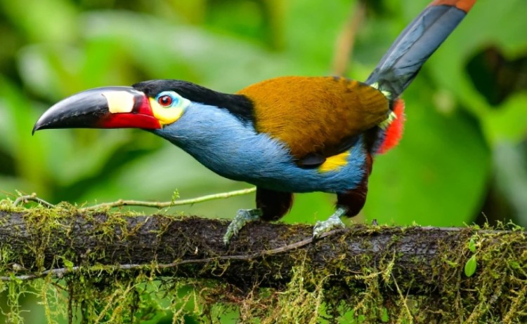 Black billed mountain toucan