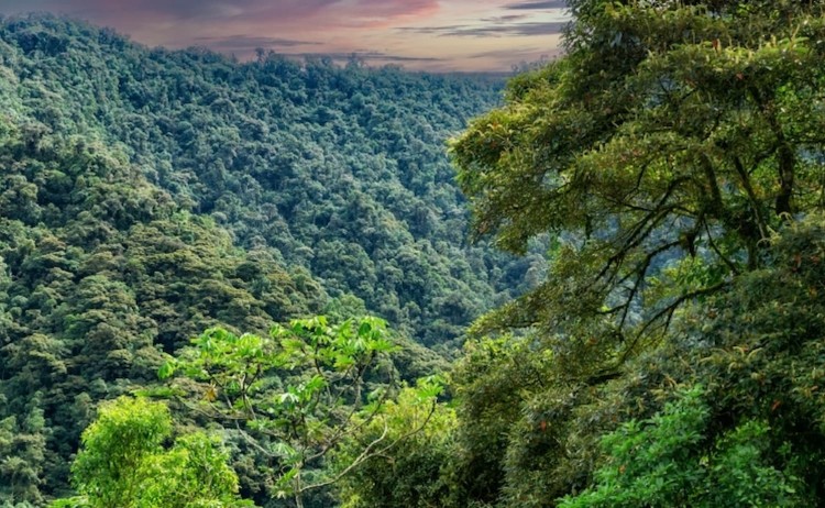 Dense forest of Ecuador