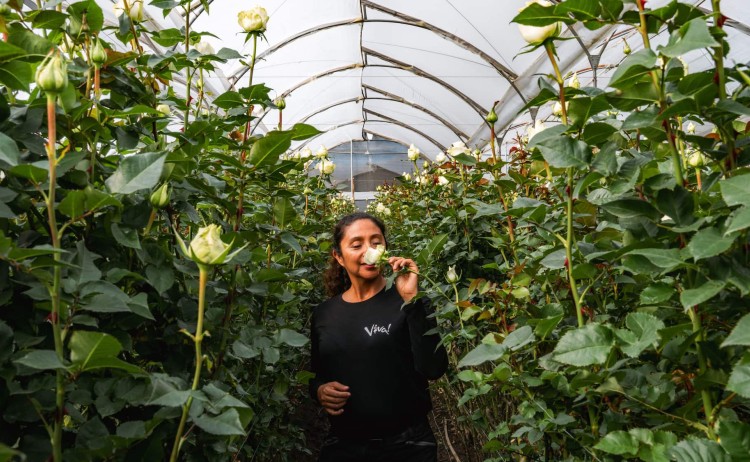 Rose farm