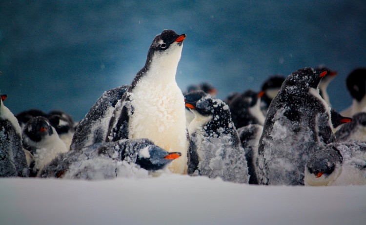 Gentoo Penguins are a highlight of Antarctica