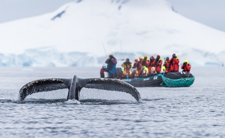 Whale watching in Wilhelmina Bay - a highlight of your trip