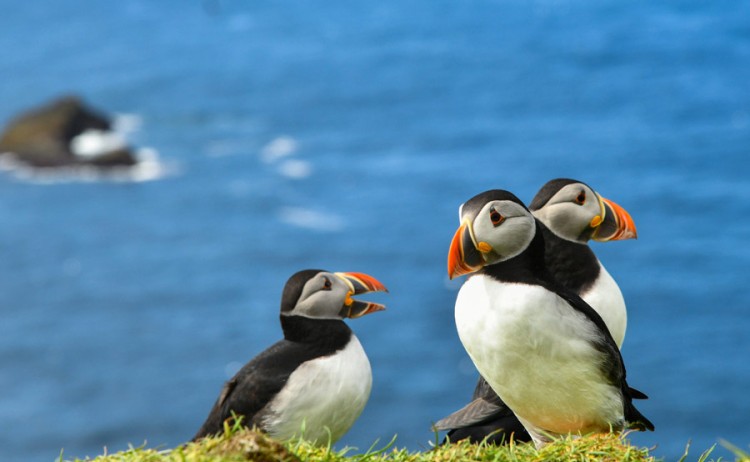 Atlantic Puffins with grown chick