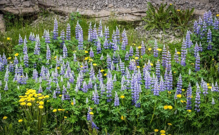 Iceland Husavik Flowers