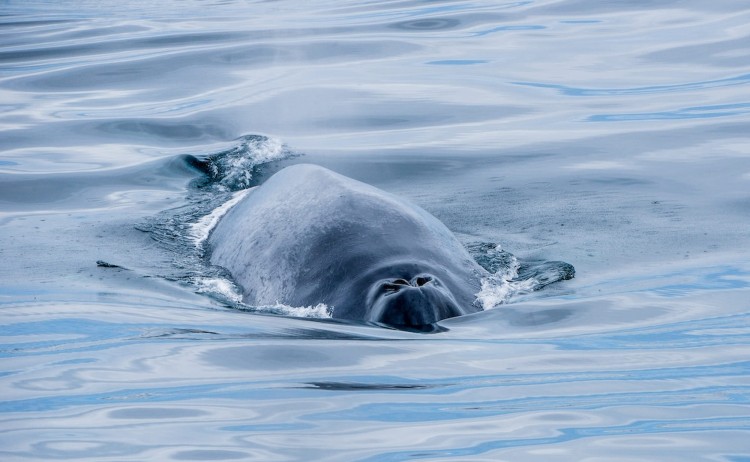 Iceland Husavik Whale