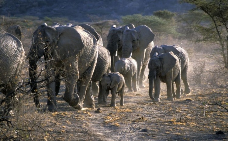 African elephants Loxodonta africana Shaba Game Reserve Kenya
