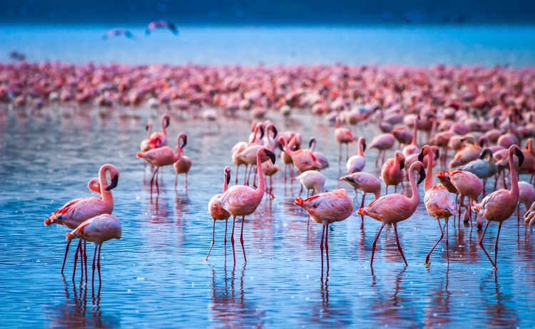 Lake Nakuru shutterstock 1098181742 small