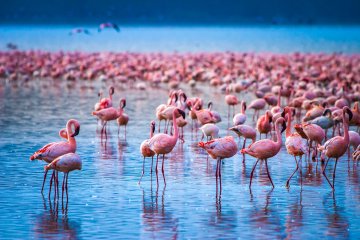 Highlights of Kenya: Small Group