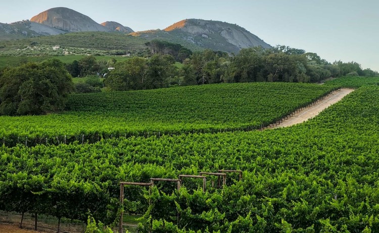 Garden Route lush vineyards of the Paarl Valley in South Africa