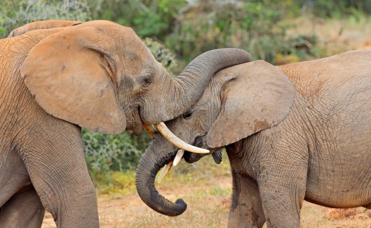 Garden Route tour two Elephants at Addo National Park