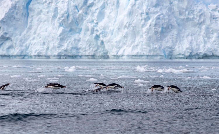 Antarctica Paradise Bay 03 AE SMALL