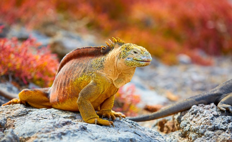 Galapagos Iguana