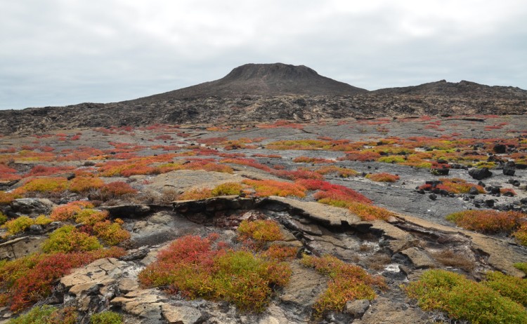 Galapagos Islands Volcano