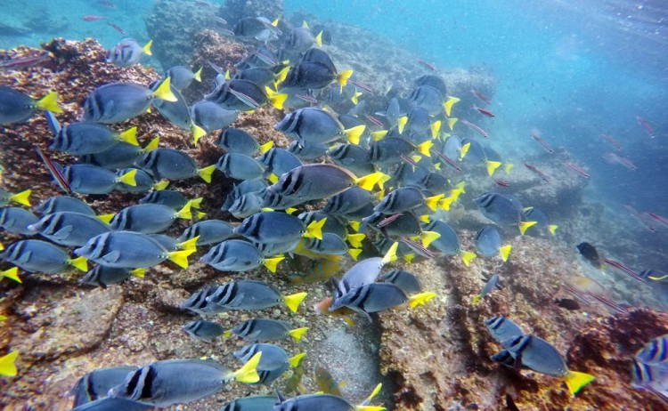 Galapagos Marine life