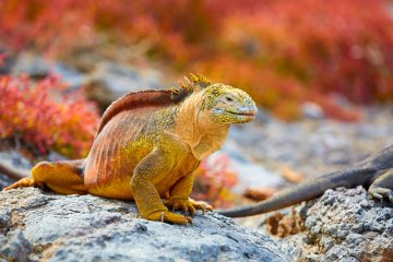 Galapagos: MS Santa Cruz II In Darwin's Footsteps