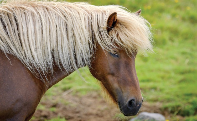 Iceland horse