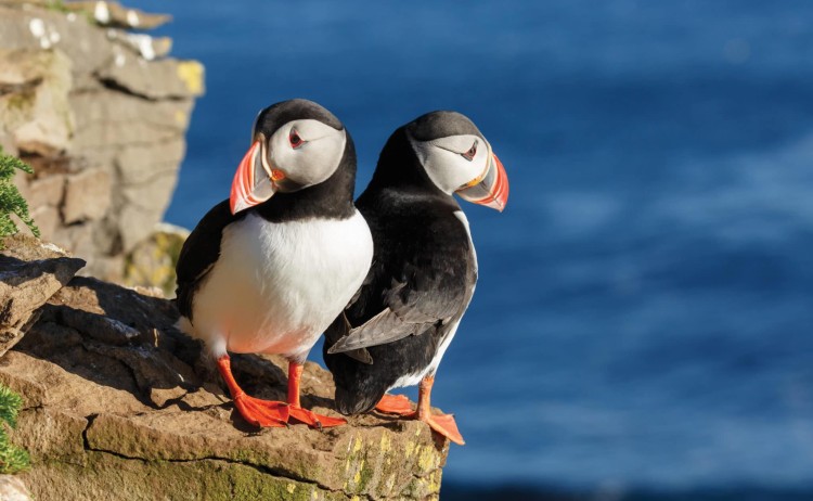 iceland circumnavigation puffins scaled