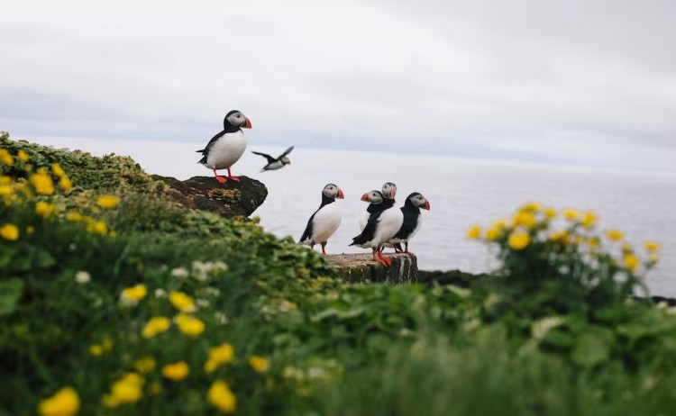 Iceland circumnavigation cruise Quark Expeditions Grimsey Island Iceland