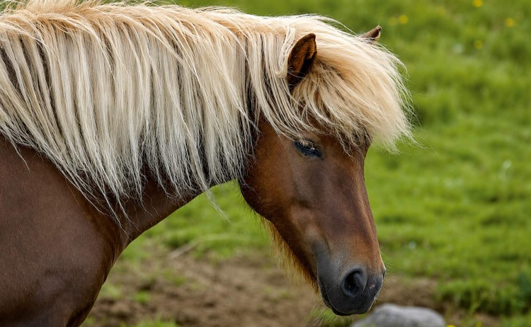 Iceland horse