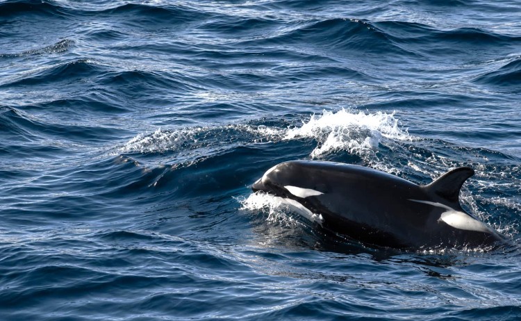 Orca in iceland