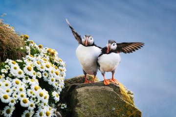 Iceland Circumnavigation on Ocean Endeavour