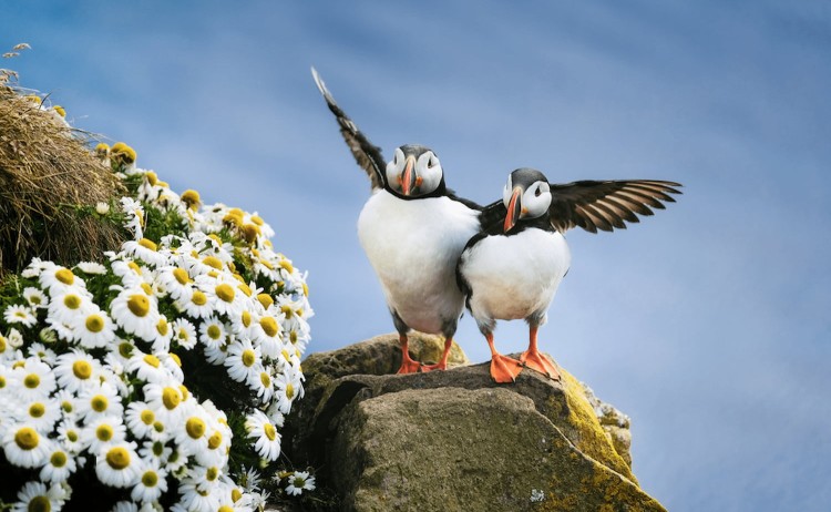 iceland puffin