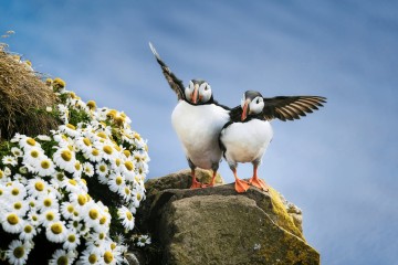 Iceland Circumnavigation on Ocean Endeavour