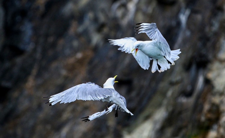Iceland and East Greenland birdlife in Arctic