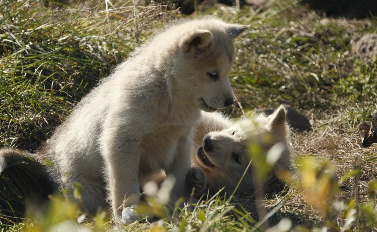 Iceland and Greenland explorer 2 young arctic wolf
