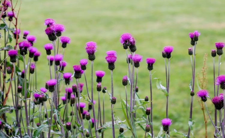 A bed of purple flowers in Isafjordur, Iceland