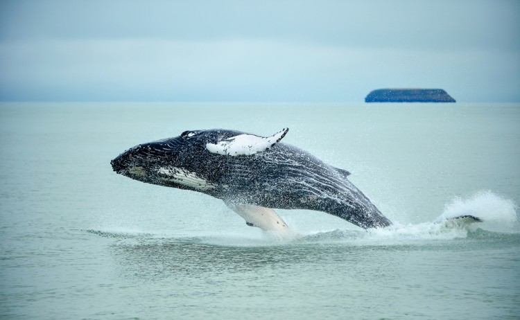 Humpback Whale in  Iceland