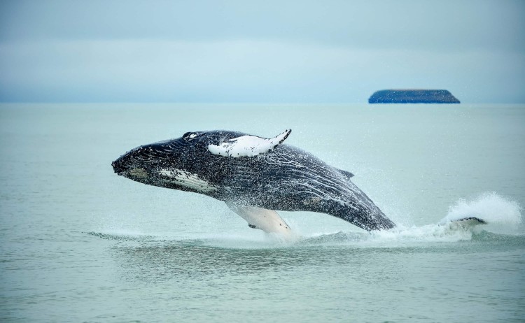 Humpback Whale in Iceland