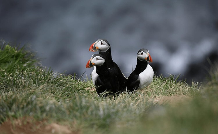 Icelandic Mosaic Puffins in Arctic
