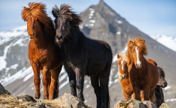 Majestic Icelandic Horses